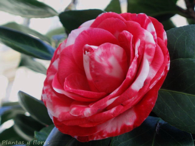 [Camelia+(6).jpg]