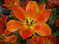cursos de jardineria cursos jardineria paisajismo jardines