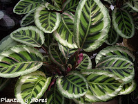 jardinerias trabajos de jardineria arquitectura del paisaje