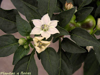 decorar jardines jardines interiores jardines japoneses