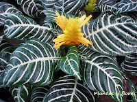 riego jardines parques y jardines cesped artificial jardines
