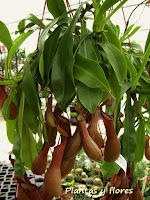 jardineros mantenimiento jardineria patios