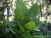 plantas jardineria macetas decoracion jardineria