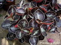 cursos de jardineria cursos jardineria paisajismo jardines