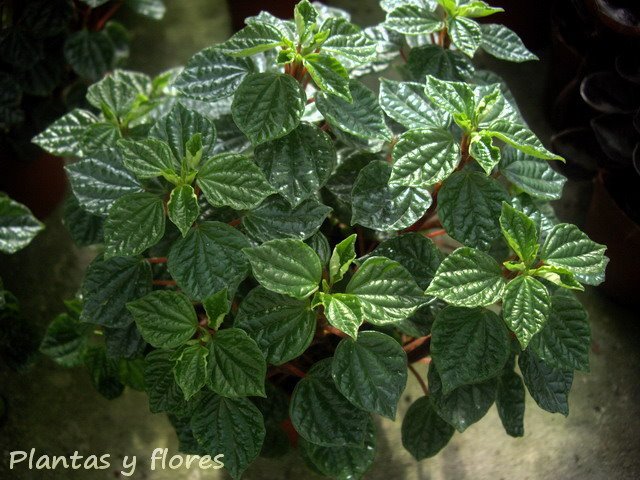 [Peperomia+meridana+(2).jpg]