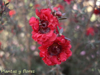 cursos jardineria paisajismo jardines paisajista