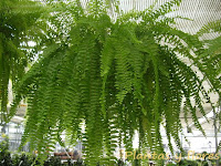 cascadas jardines construccion jardin construccion jardines