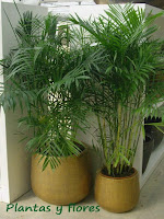 jardineria plantas escuela de jardineria libro de jardineria