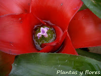 construccion jardin construccion jardines diseno jardines