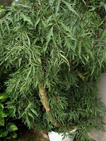 decoracion terrazas plantas jardineria macetas decoracion