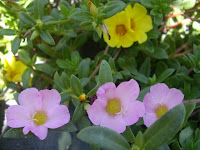 terrazas jardineros mantenimiento jardineria