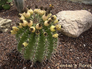 Ferocactus horridus