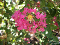 jardines plantas jardin fuentes jardines