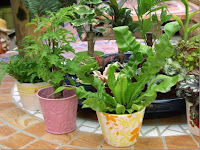 libros de jardineria cursos de jardineria gratis revista jardineria