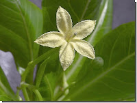 Brighamia insignis