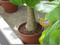 Brighamia insignis