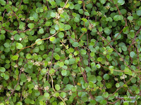 Muehlenbeckia complexa