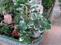Corynocarpus laevigatus 'variegatus'