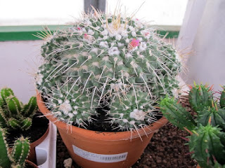 Mammillaria compressa