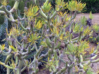 Senecio kleinia