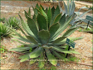 Agave guadalajarana