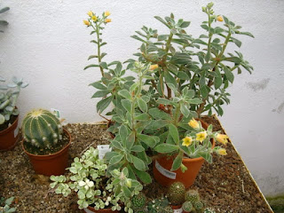 Echeveria coccinea