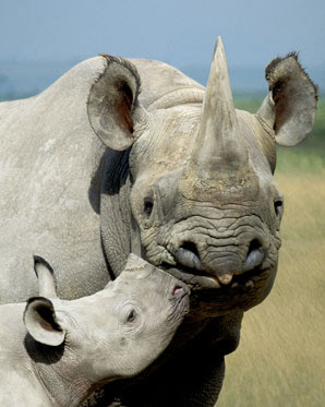 Rhino Love