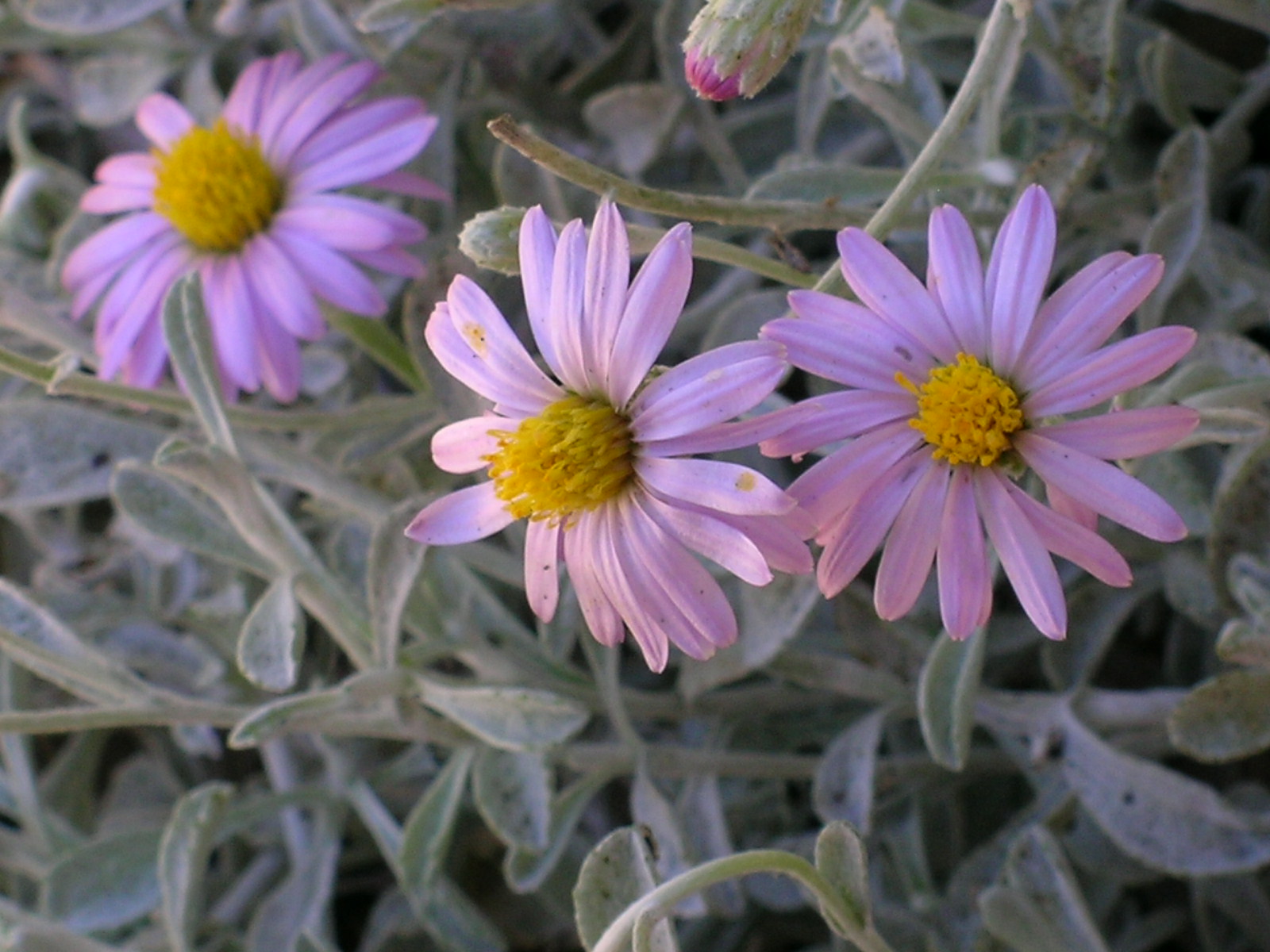 Corethrogyne Filaginifolia