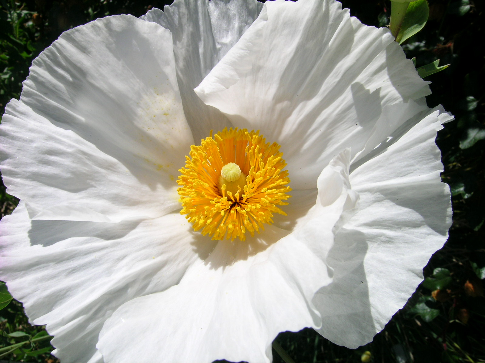 Berkeley Butterfly Blog: Romneya coulteri--Matilija Poppy