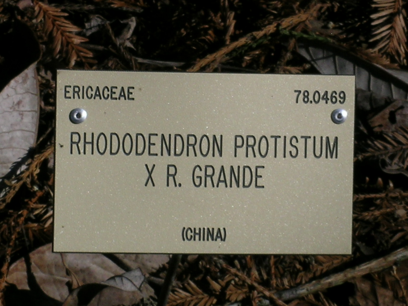 Big Rhododendron