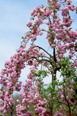 Prunus Serrulata Kiku Shidare