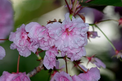 Prunus Serrulata Kanzan