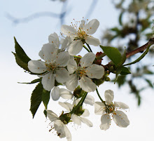 Cherry Blossom