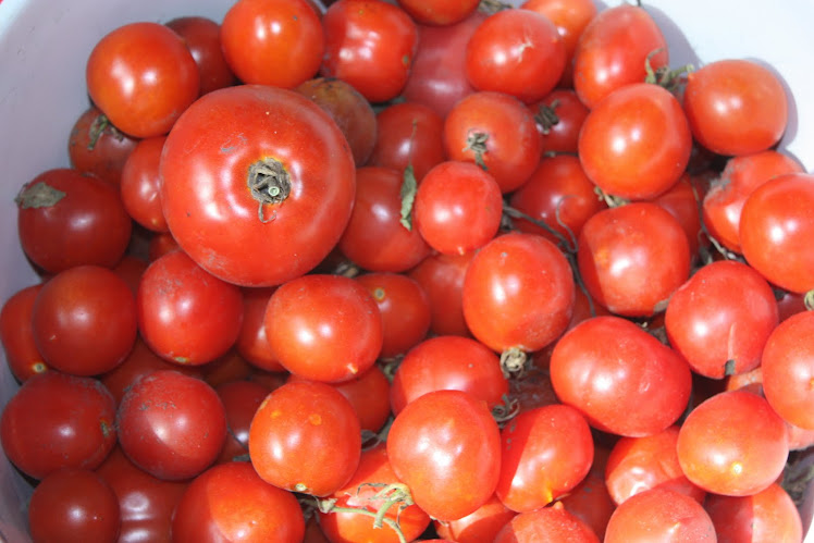 Tomato Abundance