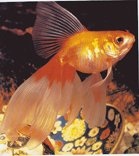 موسوعة الكولدن فيش Red-Veiltail,-Goldfish-Guid