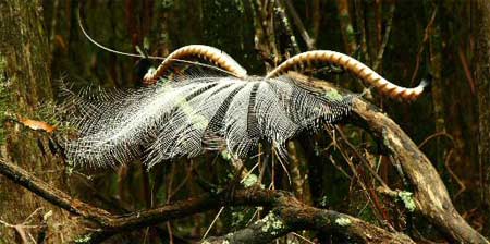 lyrebird-oiseau-lyre-4.jpg