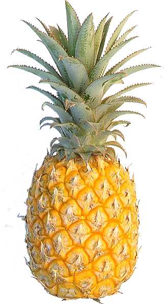 Large Pineapple