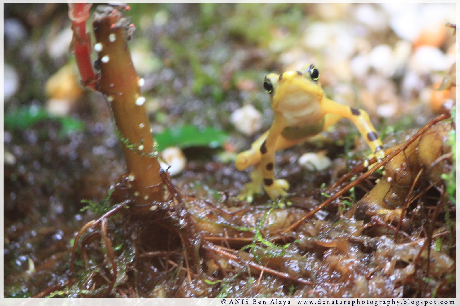 Washington DC Photography Frogs