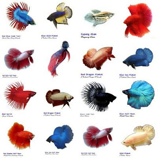 Toko Cupang Uye: JENIS IKAN CUPANG