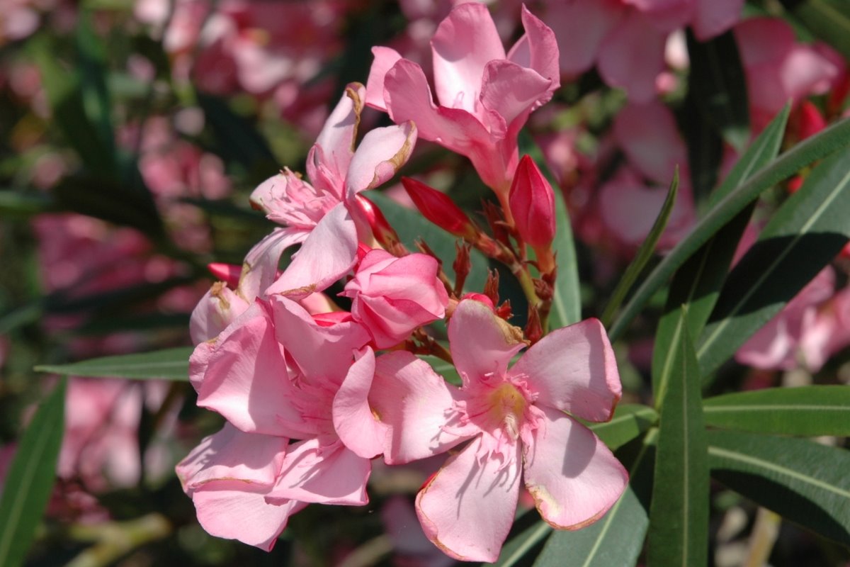 [oleander_full.jpg]