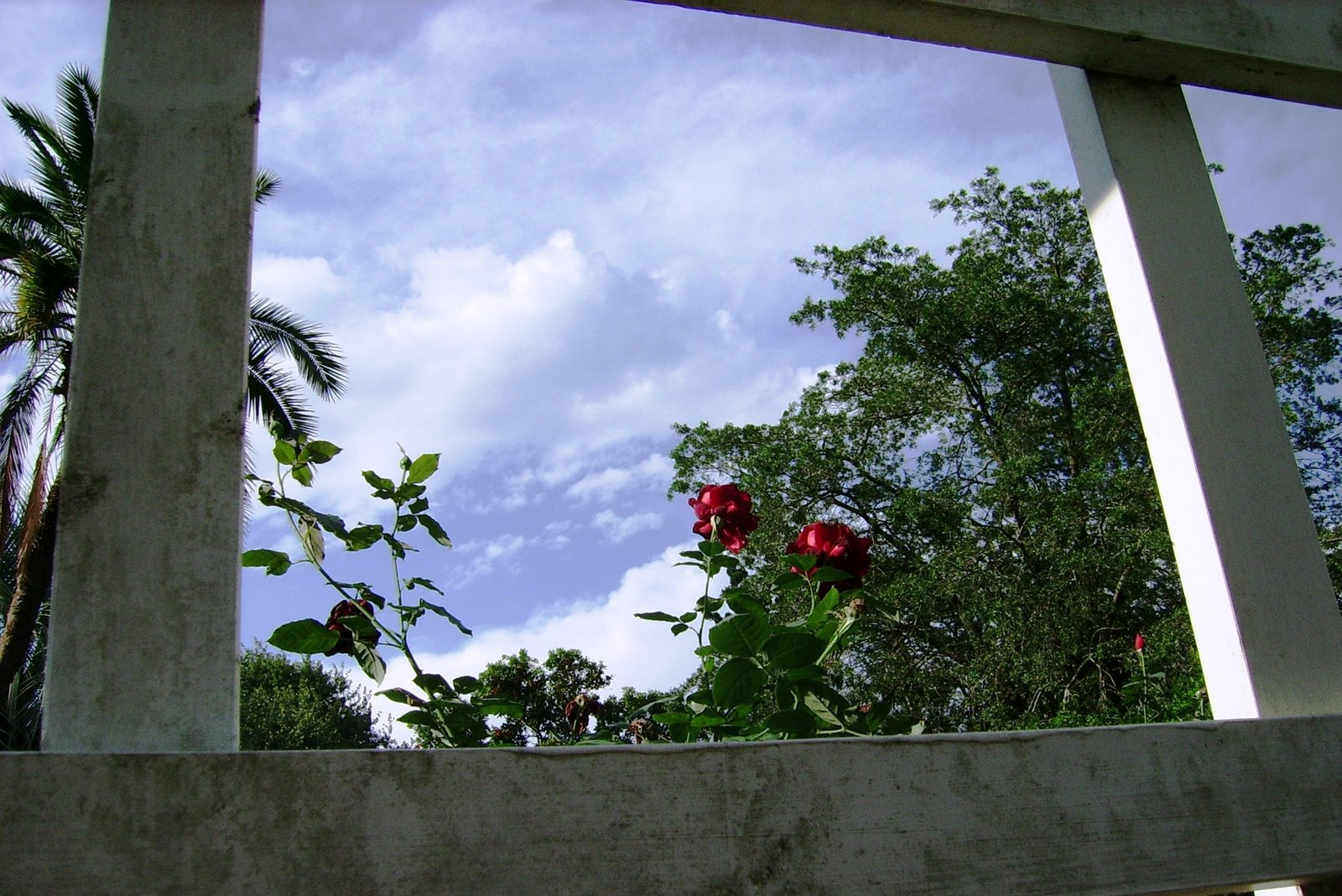 [Roses+thru+window.JPG]