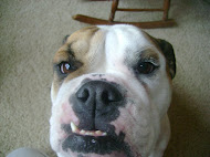 Lola, the Wonder Dog