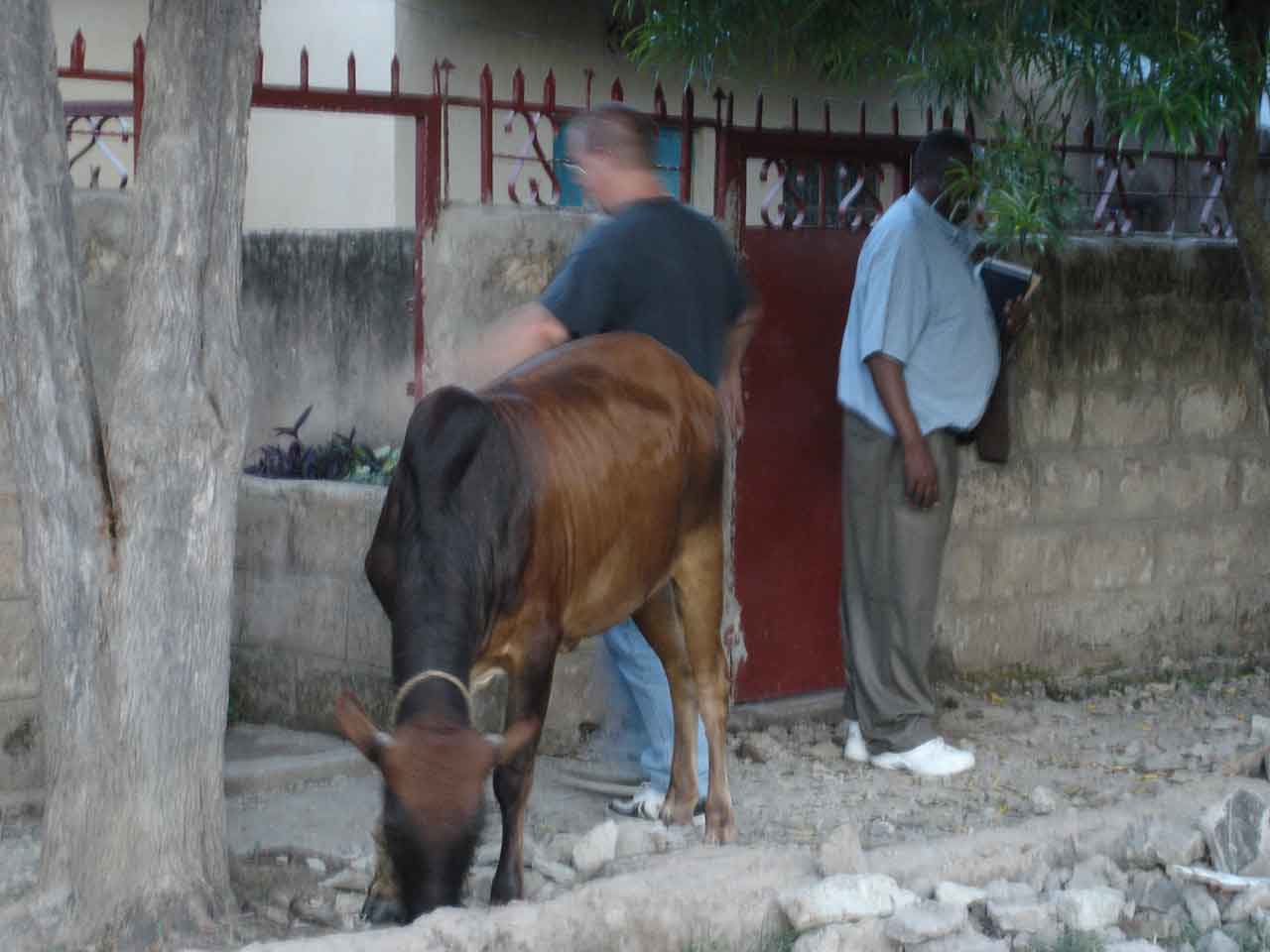 [work+goes+on+with+the+cow.JPG]