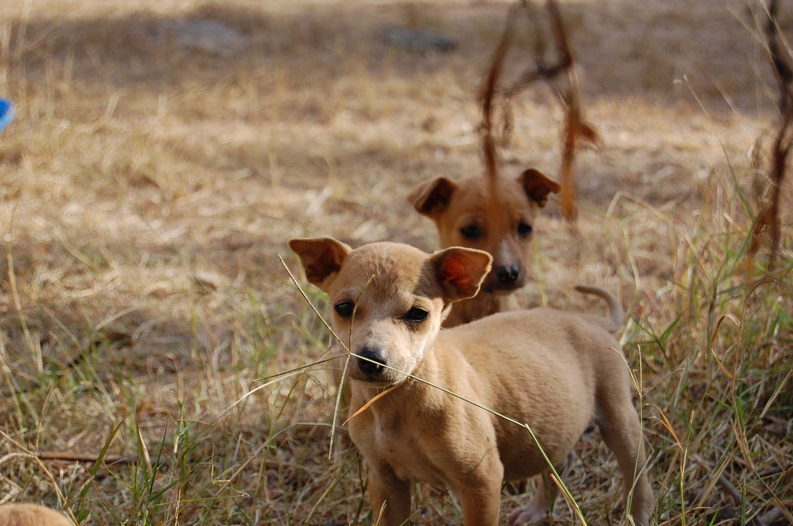 [new+puppies+(2).jpg]