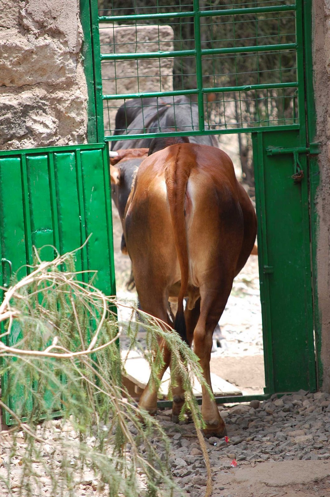 [cow+leaving+the+dorm+area+(3).jpg]