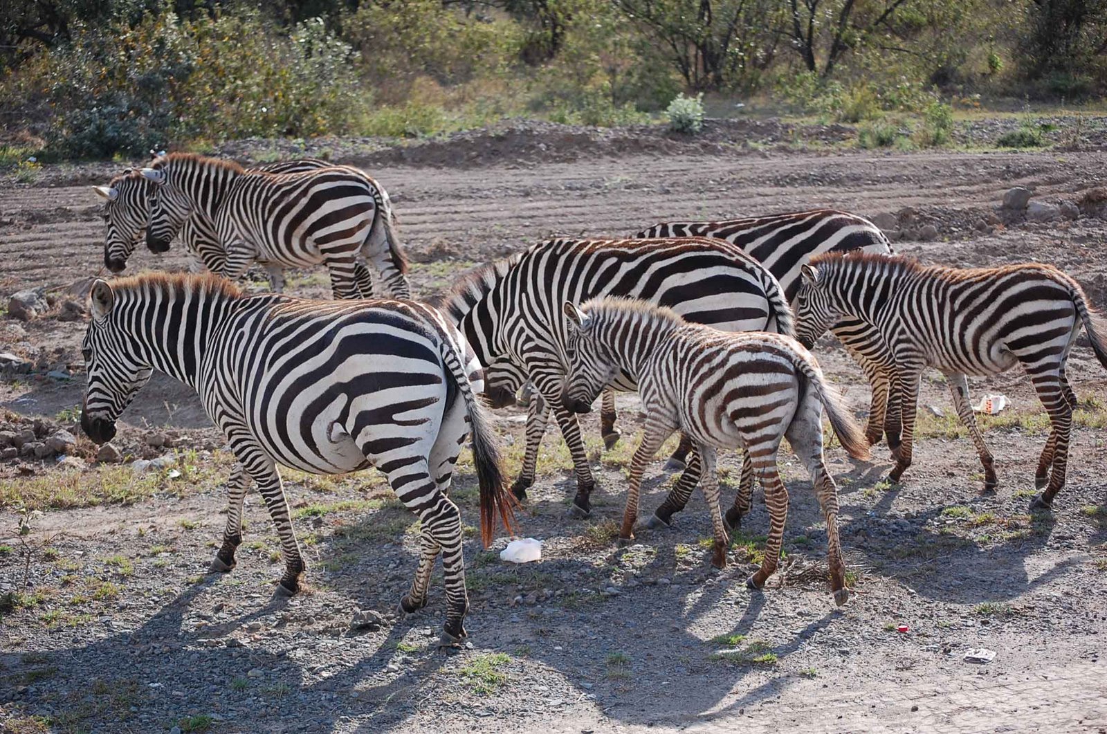 [zebras+and+landscape+(6).jpg]