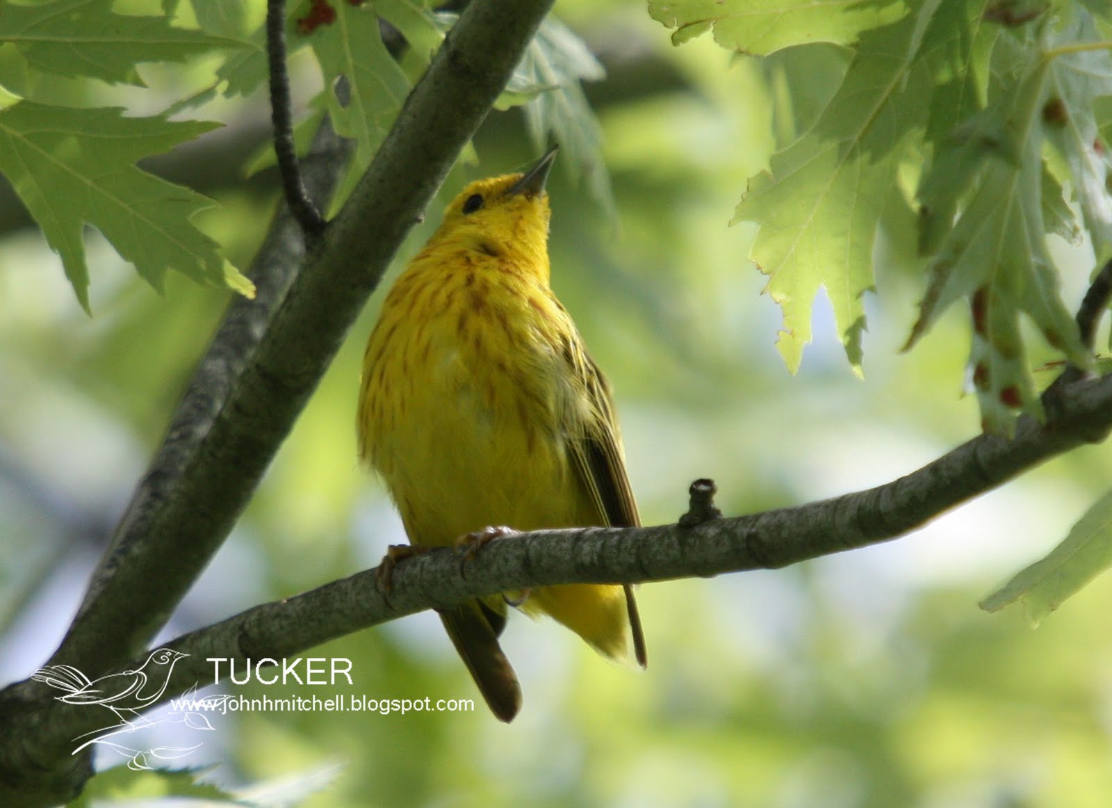 Bird Man of Bridgewater Marsh Wren, Rosebreasted Grossbeak,Yellow Warbler