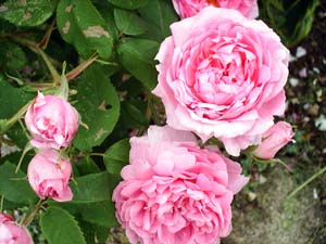 [thumb_comte_de_chambord.jpg]