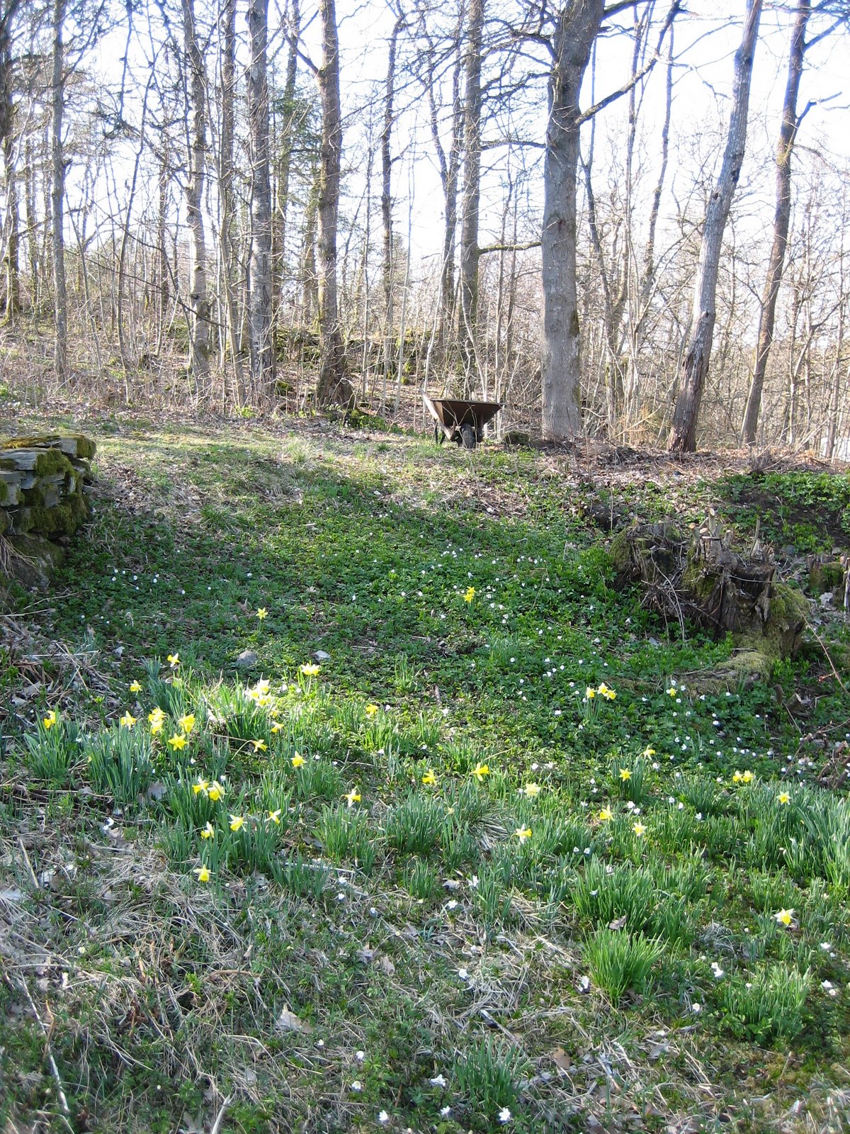 [trädgården+012.jpg]