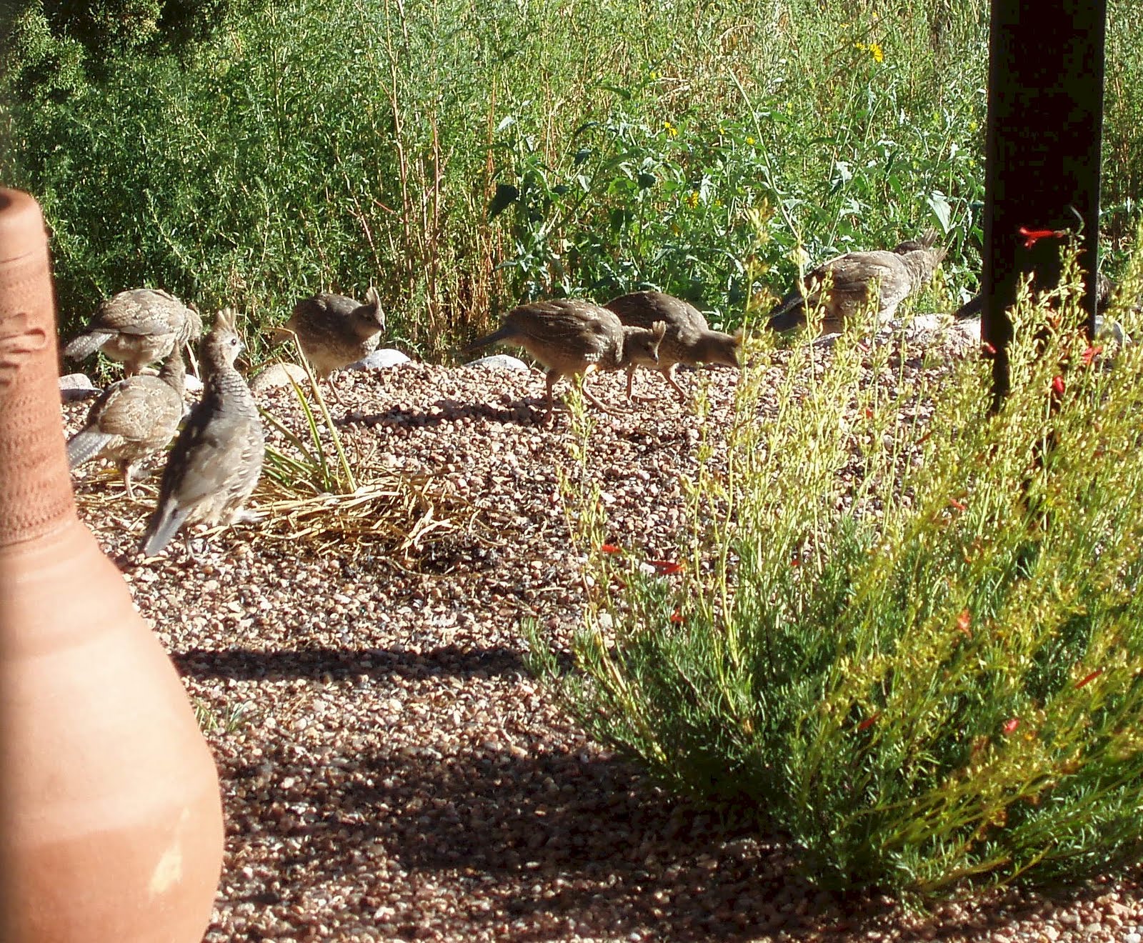 [quail+2.JPG]